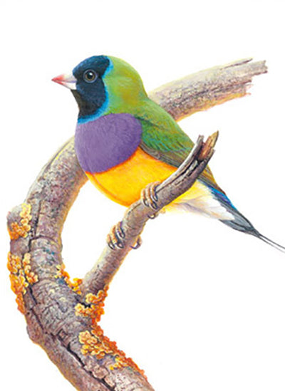 Gift Tag Pack - Australian Beautiful Birds