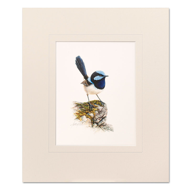 Mounted Print - Male Blue Wren