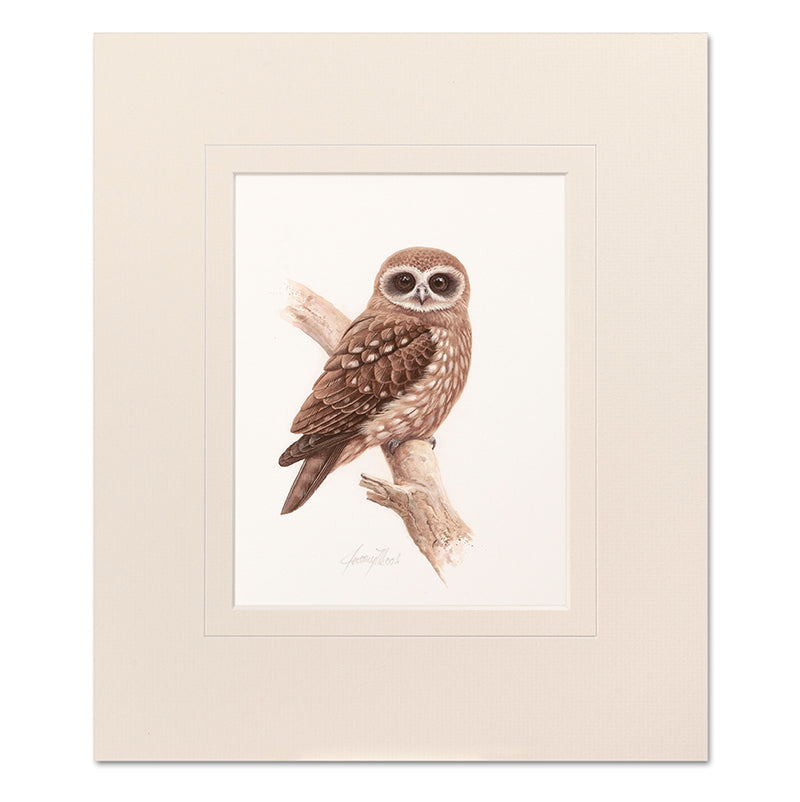 Mounted Print - Boobook Owl
