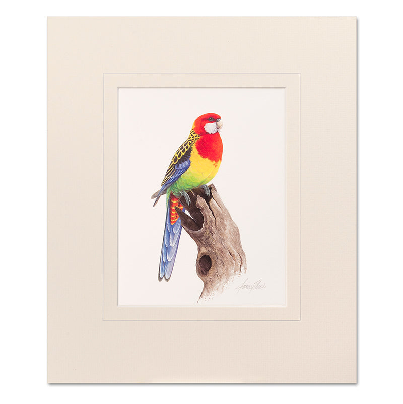 Mounted Print - Eastern Rosella