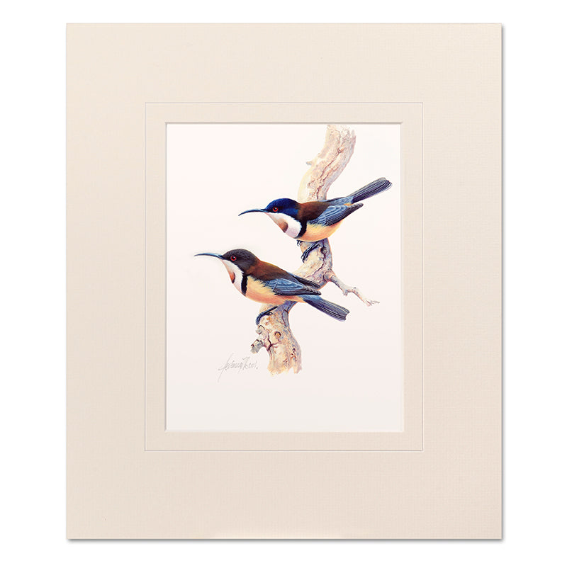 Mounted Print - Eastern Spinebills