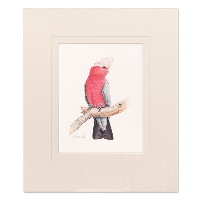 Mounted Print - Galah