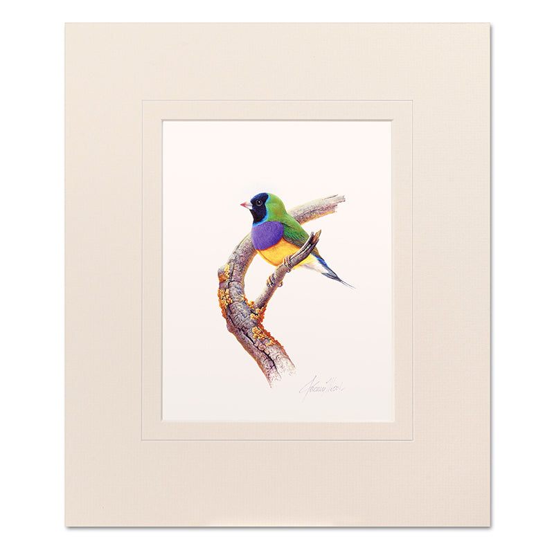 Mounted Print - Gouldian Finch