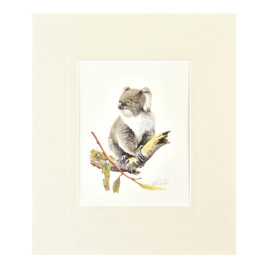 Mounted Print - Koala