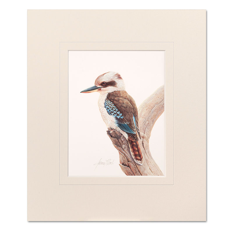Mounted Print - Kookaburra