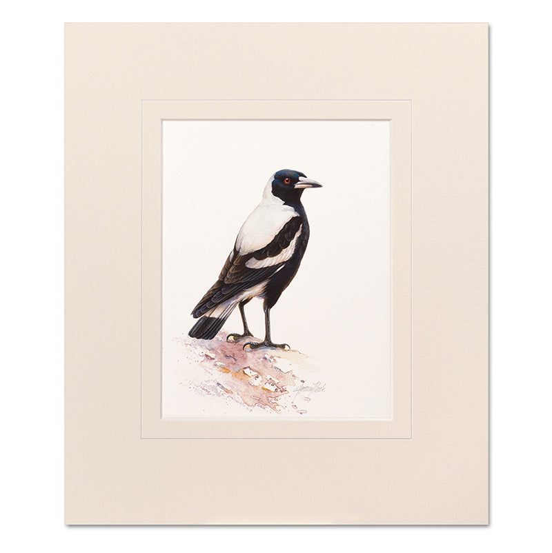 Mounted Print - Magpie
