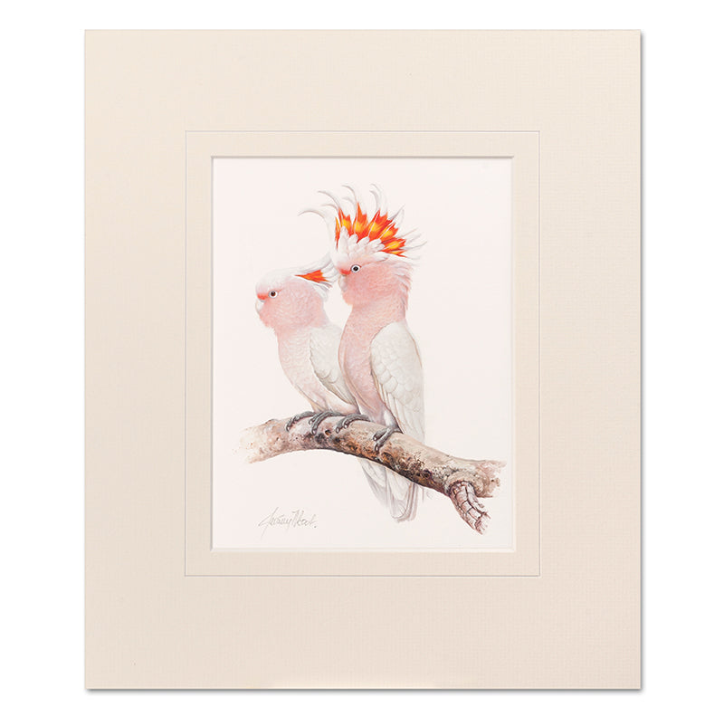 Mounted Print - Pink Cockatoos
