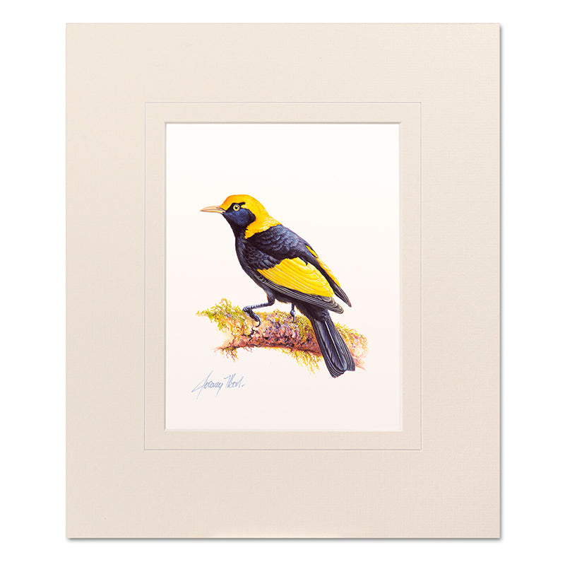 Mounted Print - Regent Bowerbird