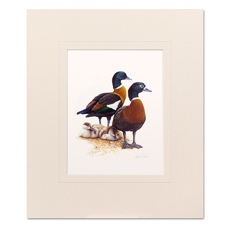 Mounted Print - Australian Shelduck