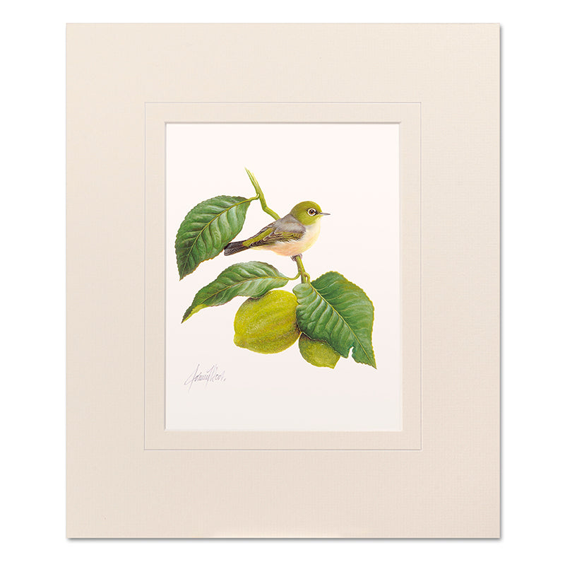 Mounted Print - Silvereye