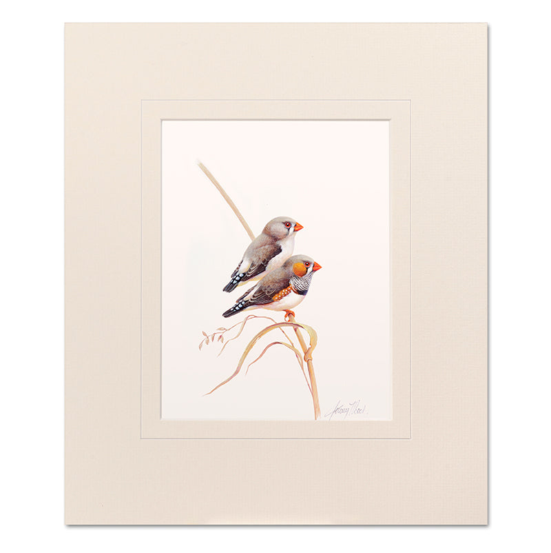 Mounted Print - Zebra Finches