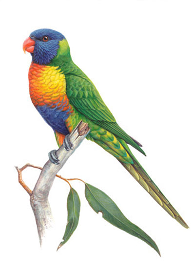 Gift Tag Pack - Australian Colourful Parrots