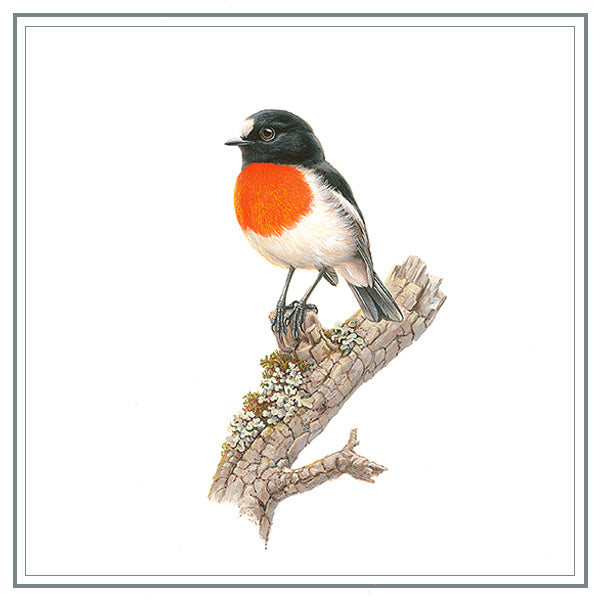 Gift Tag Pack - Australian Popular Birds