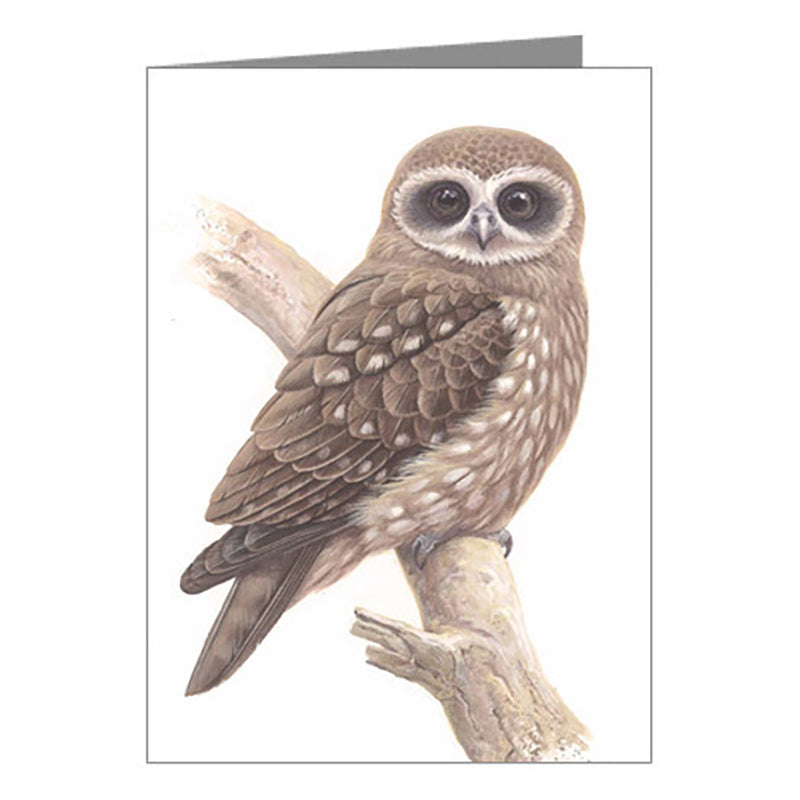 Blank Card - Boobook Owl