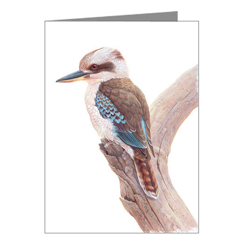 Blank Card - Kookaburra