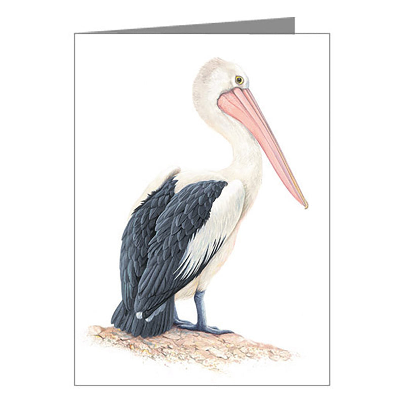 Blank Card - Pelican