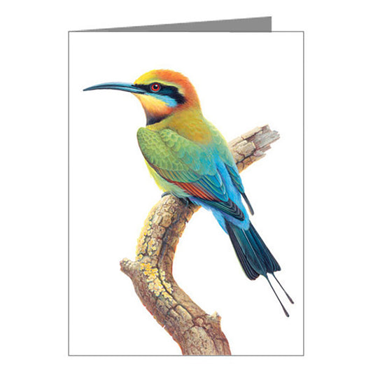 Blank Card - Rainbow Bird