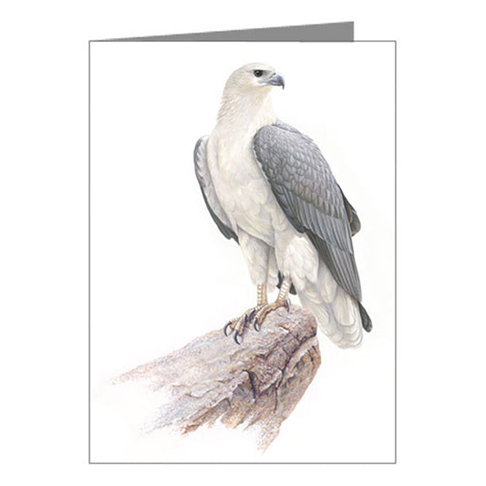 Blank Card - Sea Eagle