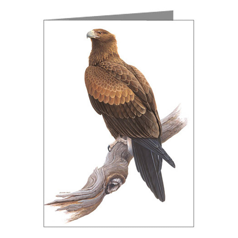 Blank Card - Wedge-Tailed Eagle