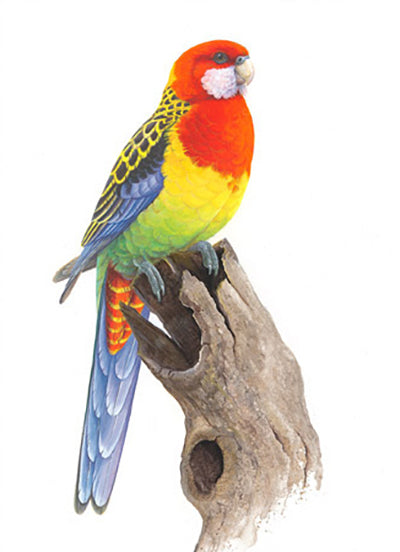 Gift Tag Pack - Australian Colourful Parrots