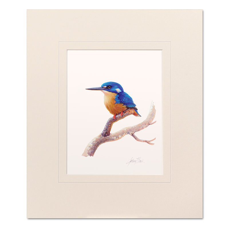 Mounted Print - Azure Kingfisher