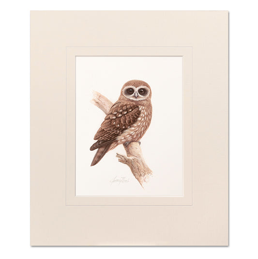 Mounted Print - Boobook Owl