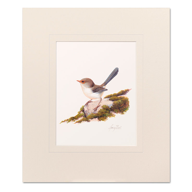 Mounted Print - Female Blue Wren