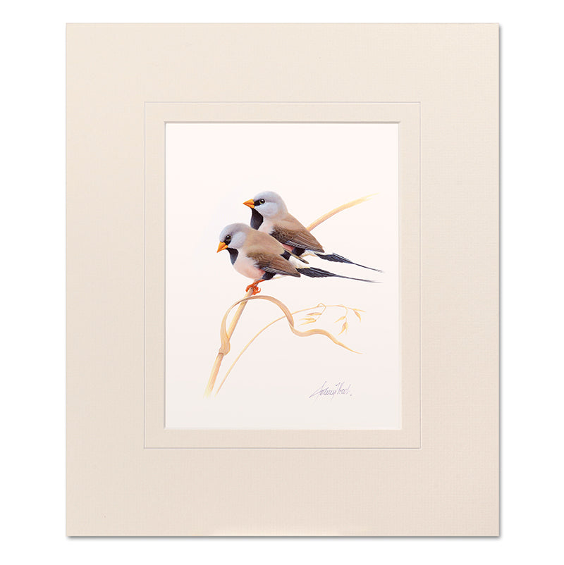 Mounted Print - Long-Tailed Finches