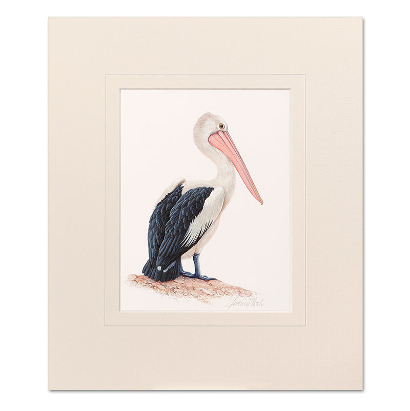 Mounted Print - Pelican