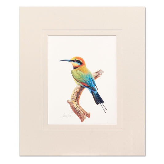Mounted Print - Rainbow Bird