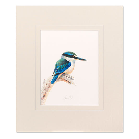 Mounted Print - Sacred Kingfisher