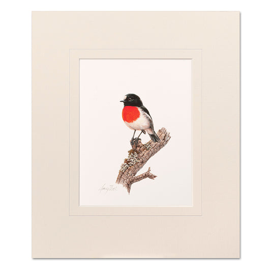 Mounted Print - Scarlet Robin