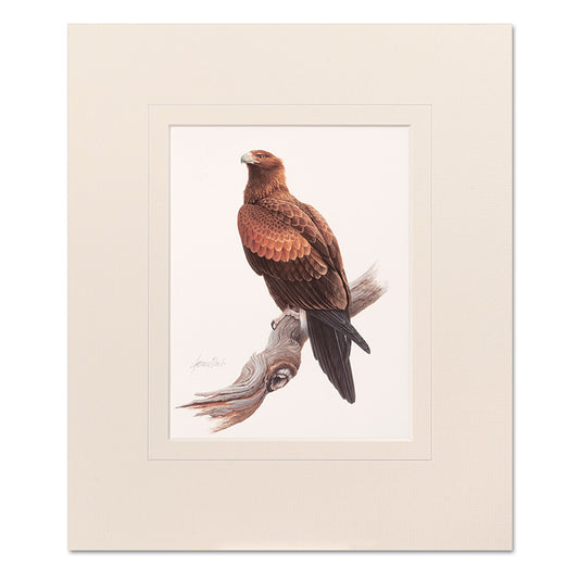 Mounted Print - Wedge-Tailed Eagle