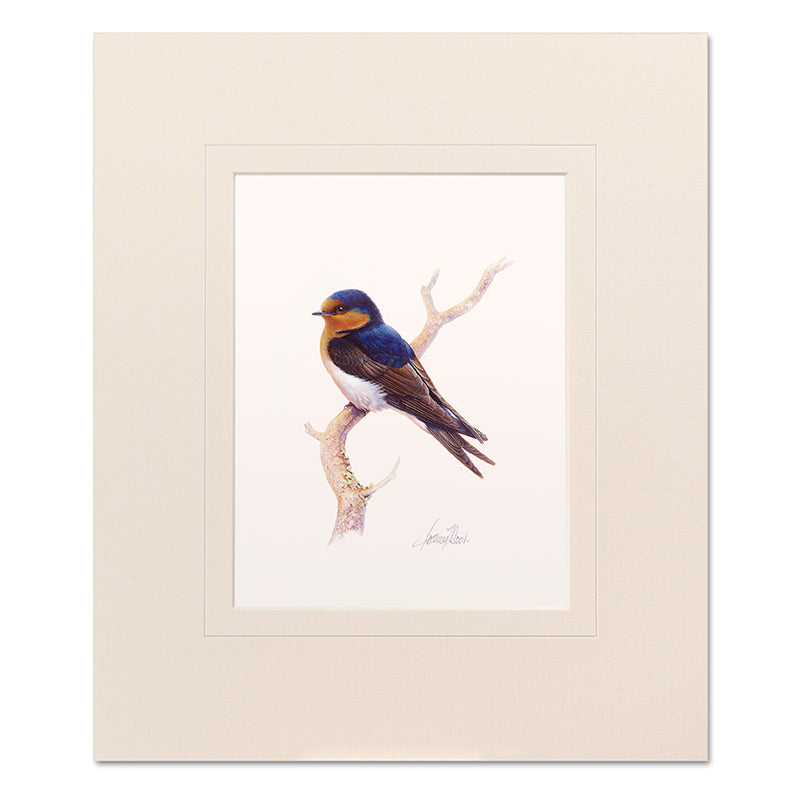 Mounted Print - Welcome Swallow