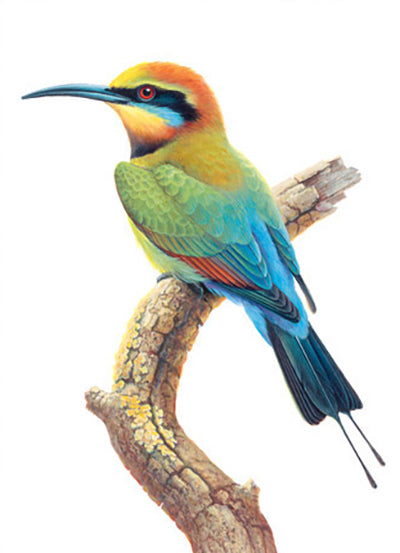 Gift Tags - Australian Beautiful Birds